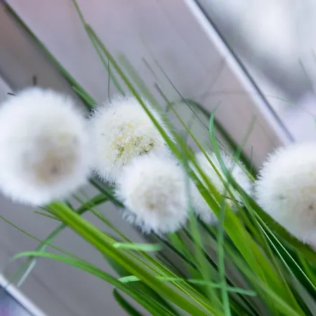 Karola Miarki * غليفيتسه